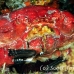 crab_reef_nr_h_0705_png0989.jpg